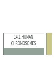 Biology 14.1 human chromosomes answer key. 14 1 Human Chromosomes Pptx 14 1 Human Chromosomes Objectives U2022 Define Karyotype U2022 Describe Patterns Of Inheritance For Human Traits U2022 Explain Course Hero