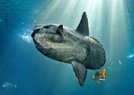 Der mondfisch oder molch ( mola mola ) ist der bekannteste knochenfisch. Mondfisch Simfisch De Angeln Und Outdoor