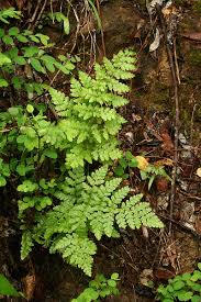 Image result for Anemia angolensis