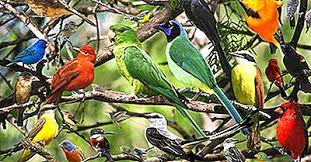 Las aves: Aunque pongan huevos estos también realizan la oonogomia en la reproducción sexual