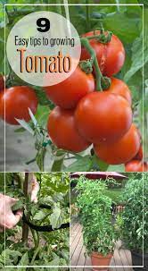 9 Easy Tips For Growing Tomato Nature Bring Nature Bring Growing Tomato Plants Growing Tomatoes From Seed Growing Organic Tomatoes