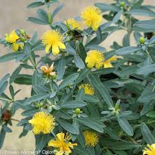 Image result for Hypericum