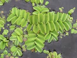 Image result for Salviniaceae