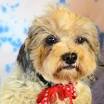- Virginia Havanese Rescue - ADOPTIONS - Rescue Me!