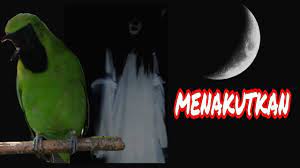 Serem Cucak Ijo Isian Suara Kuntilanak Masteran Burung Mewah Suara Isian Video