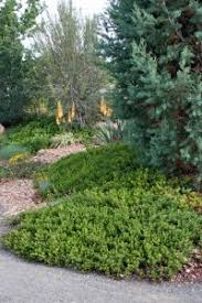 Check spelling or type a new query. Hardy Manzanitas Welcome Winter Beauty Plant Select