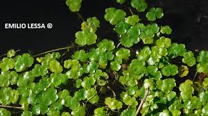 Image result for Hydrocotyle ranunculoides
