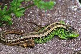 Eidechsen im garten mein schoner garten. Zauneidechse Wikipedia