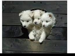 Aktuelle preise für produkte vergleichen! Fluffy The Three Headed Dog Irl Harrypotter