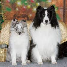 Brothers Honden Katten