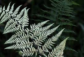 Image result for Pityrogramma argentea