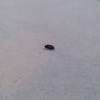 These hairy bugs are another kitchen pest. Https Encrypted Tbn0 Gstatic Com Images Q Tbn And9gctmwohzpr0becxsjolxpoh1eqbfpk92yq7z94oniuqk6x3qdjka Usqp Cau