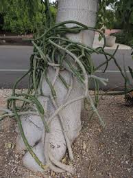 Image result for Cynanchum