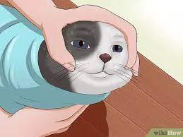 einer katze eine tablette verabreichen katzen tablett