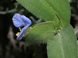 Image result for Commelina capitata