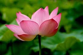 Long before the beautiful lotus flower became an iconic symbol in buddhism, it was cherished for its ability to create buddha is often portrayed sitting on a lotus flower, showing that enlightenment is achieved when the flower. Zen And The Lotus Blossom Zen Moments