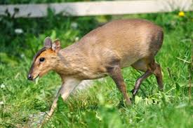 She is a 2 month old reeves muntjac. Muntjac Deer The Wildlife Trusts