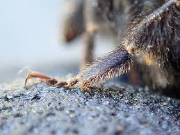 Image result for Bombus soroeensis