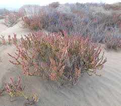 Image result for Suaeda vermiculata