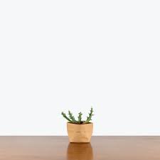 Image result for Orbea schweinfurthii