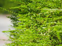 Image result for Phyllanthus loandensis