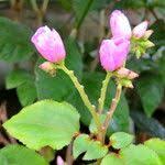 Image result for Calvoa orientalis