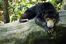 There are currently 43 rescued sun bears living at the centre. Bornean Sun Bear Conservation Centre Wikipedia