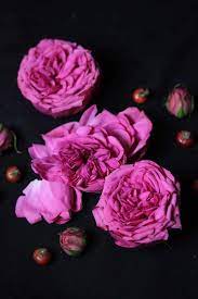 You can explore in this category and download free flower background photos. Photographing Flowers Against A Black Background The Smell Of Roses The Smell Of Roses