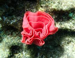 Spanish Dancer Eggs