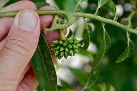 Image result for Artabotrys