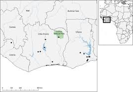 Image result for Vepris grandifolia