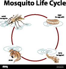 mosquito Stock Vector Image & Art ...
