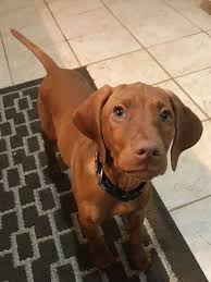 Widdershins Play It Again MH TKN CGC NAVHDA NA 1