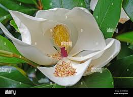 Image result for Magnoliaceae
