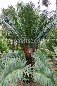 Image result for Encephalartos gratus