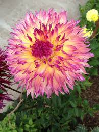 Dahlia Citron De Cap Flower Garden Dahlia Plants