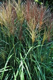 Three Dogs In A Garden A Celebration Of Fall Grasses Ornamental Grasses Tall Ornamental Grasses Grass