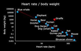 This will help you improve your cardiorespiratory fitness. Heart Facts On Animals And Humans The Cardio Research Web Project