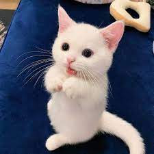 Hd wallpapers and background images Cat Lover 1001