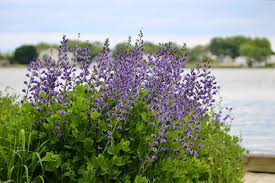 Image result for Indigofera fulvopilosa