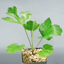 Image result for Cussonia