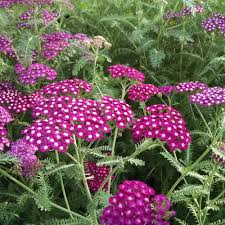 Perennial flowers are enjoying high popularity, and with good reason. 32 Most Fragrant Perennials