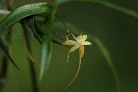Image result for Angraecum cultriforme