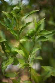 Utilize citrus trees in the landscape just like any ornamental tree. How To Force Blooms On A Lime Tree Key Lime Tree Citrus Trees Lime Tree