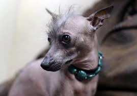 Find over 100+ of the best free hairless dog images. Westminster Kennel Club Dog Show Dog Breeds Mexican Hairless Dog Peruvian Hairless Dog