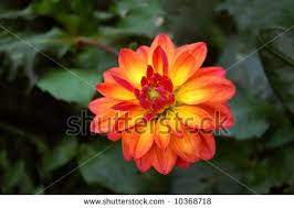 Orange Aster Flower Google Search Aster Flower Flowers Stock Photos