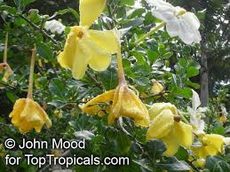Image result for Garcinia volkensii