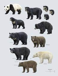 Bear Species Infograph Chart Poster Animals Bear