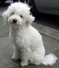 Get in touch with us to know more! Does He Look Like A Poodle Of Doodle Poodle Forum