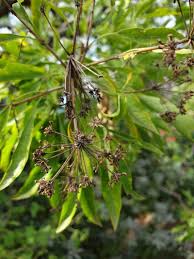 Image result for Heteromorpha